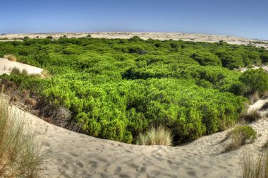 Parque_Nacional_de_Doñana,_panorámica_sobre_las_dunas