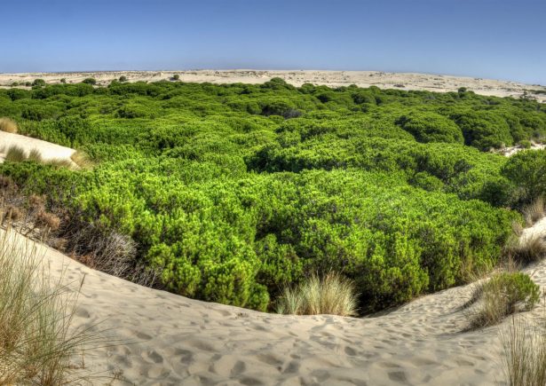 Parque_Nacional_de_Doñana,_panorámica_sobre_las_dunas